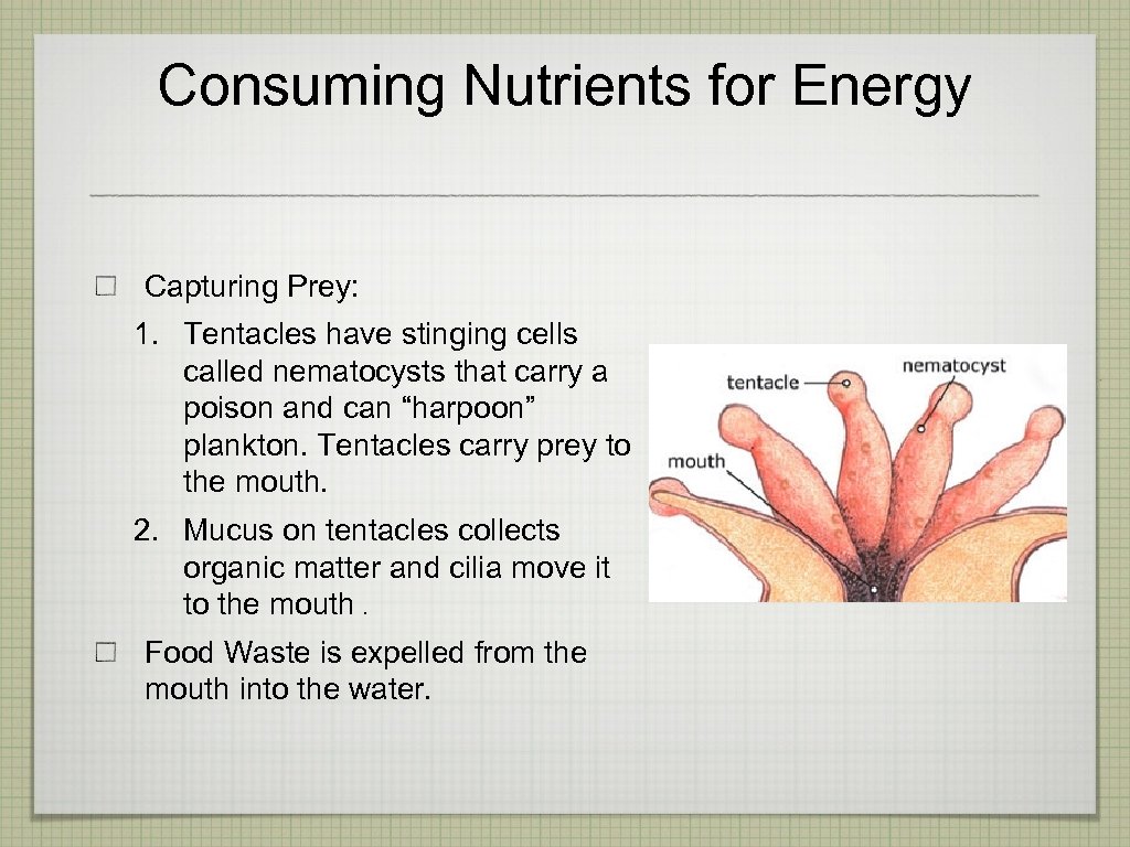 Consuming Nutrients for Energy Capturing Prey: 1. Tentacles have stinging cells called nematocysts that