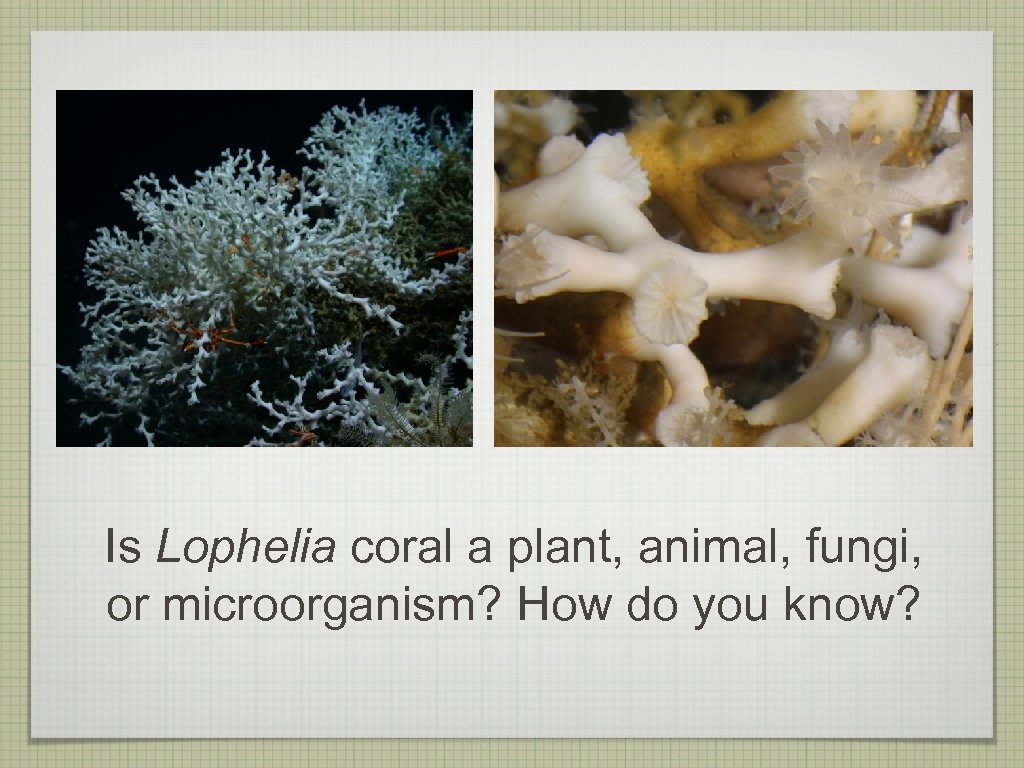 Is Lophelia coral a plant, animal, fungi, or microorganism? How do you know? 