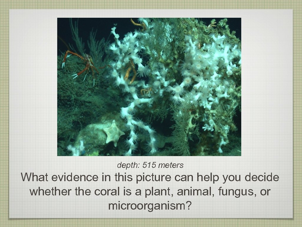 depth: 515 meters What evidence in this picture can help you decide whether the