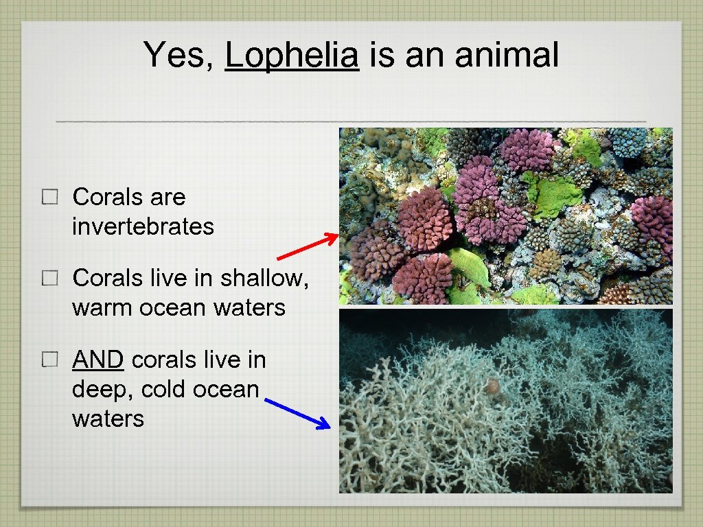 Yes, Lophelia is an animal Corals are invertebrates Corals live in shallow, warm ocean