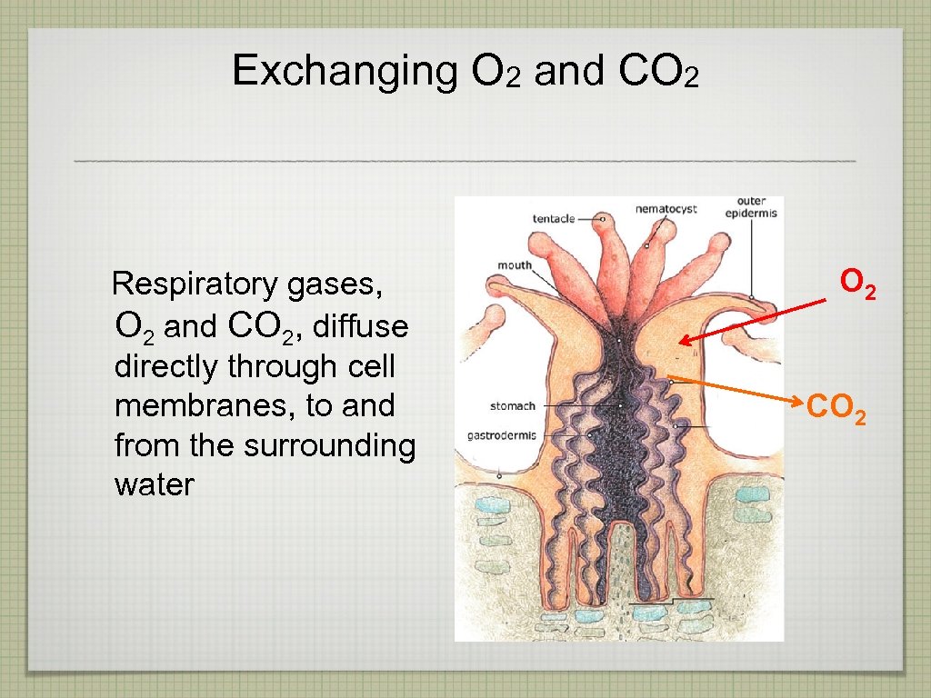 Exchanging O 2 and CO 2 Respiratory gases, O 2 and CO 2, diffuse
