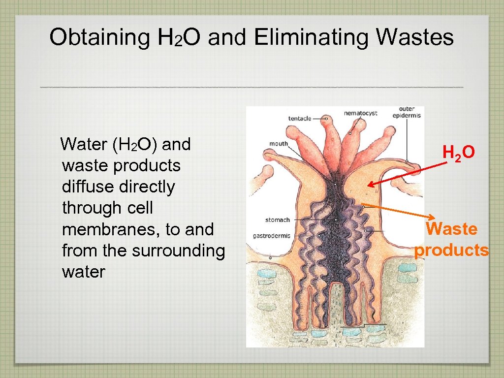 Obtaining H 2 O and Eliminating Wastes Water (H 2 O) and waste products