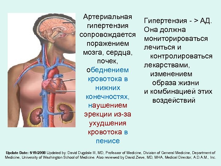 Артериальная гипертензия сопровождается поражением мозга, сердца, почек, обеднением кровотока в нижних конечностях, наушением эрекции