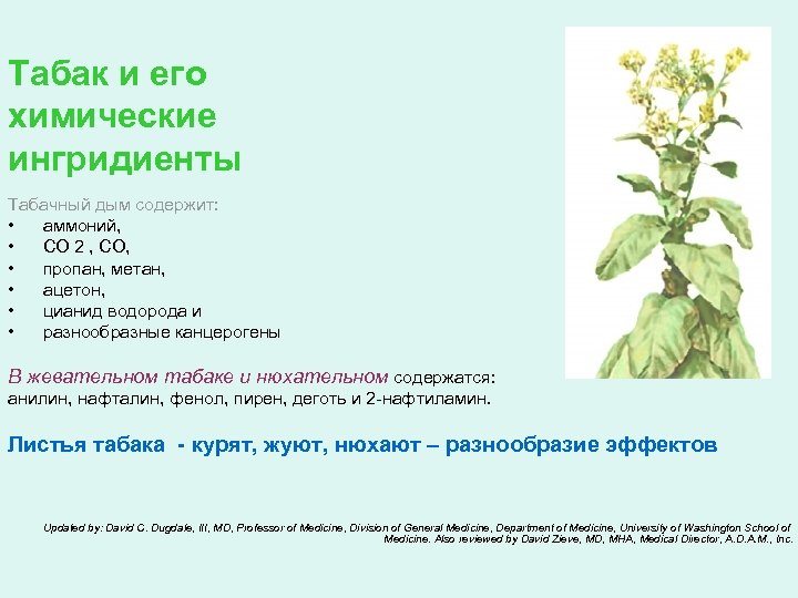 Табак и его химические ингридиенты Табачный дым содержит: • аммоний, • СО 2 ,