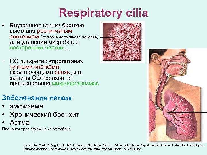 Respiratory cilia • Внутренняя стенка бронхов выстлана реснитчатым эпителием (подобие волосяного покрова) для удаления