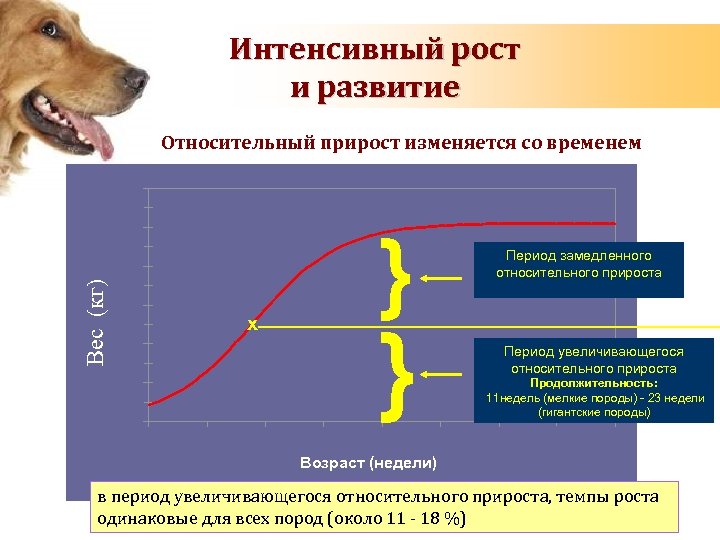 Интенсивный рост и развитие Относительный прирост изменяется со временем 60. 0 50. 0 Вес