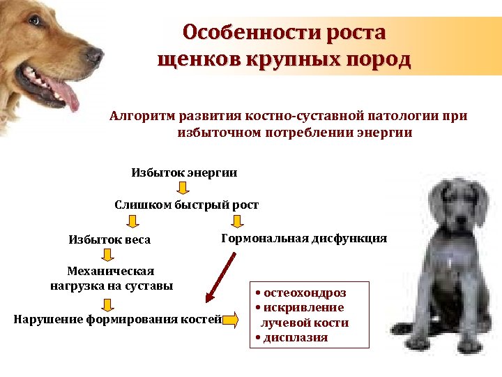 Особенности роста щенков крупных пород Алгоритм развития костно-суставной патологии при избыточном потреблении энергии Избыток