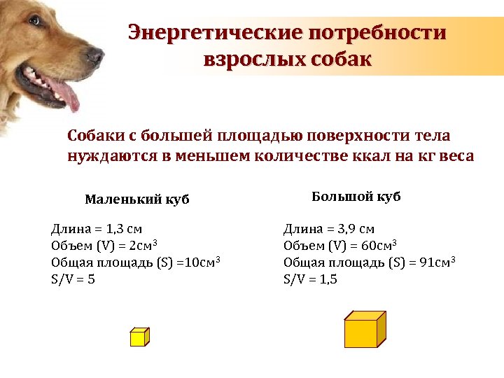 Энергетические потребности взрослых собак Собаки с большей площадью поверхности тела нуждаются в меньшем количестве