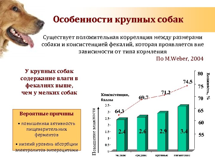 Особенности крупных собак Существует положительная корреляция между размерами собаки и консистенцией фекалий, которая проявляется