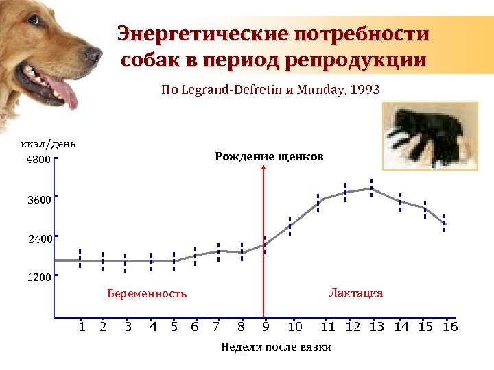 Energy requirements of dog Энергетические потребности during pregnancy and lactation собак в период репродукции