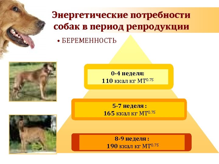 Energy requirements of dog Энергетические потребности during pregnancy and lactation собак в период репродукции