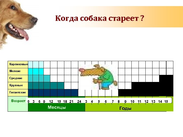 Когда собака стареет ? Карликовые Toy Мелкие Small Средние Medium Крупные Large Гигантские Giant