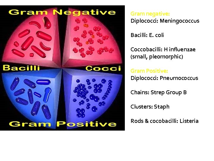 Gram negative: Diplococci: Meningococcus Bacilli: E. coli Coccobacilli: H influenzae (small, pleomorphic) Gram Positive: