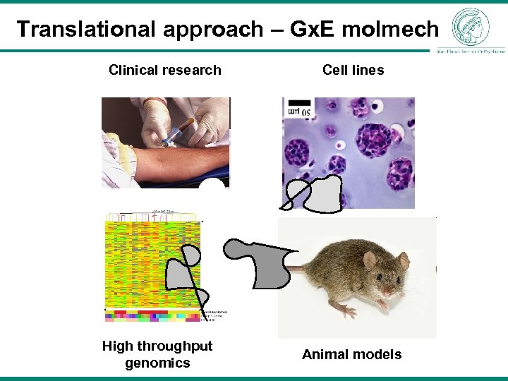 Translational approach – Gx. E molmech Clinical research High throughput genomics Cell lines Animal
