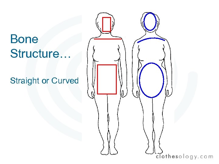 Bone Structure… Straight or Curved 