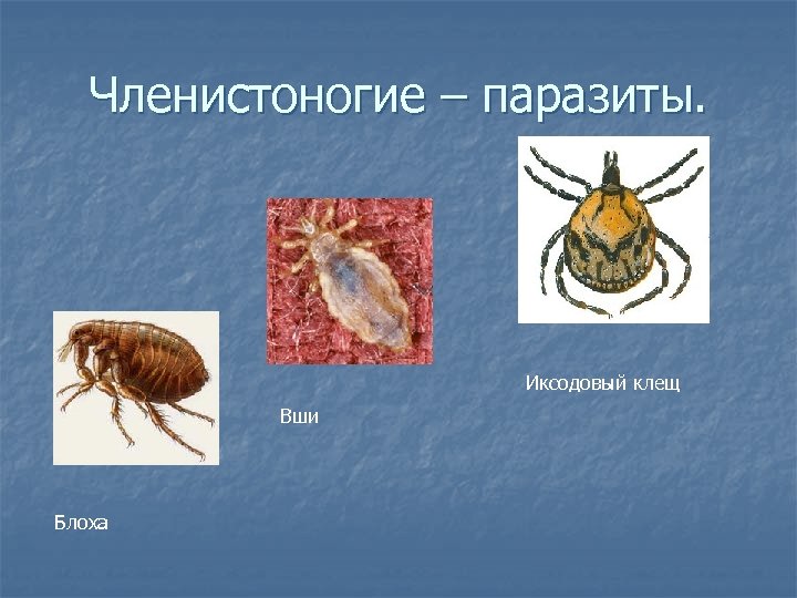 Членистоногие – паразиты. Иксодовый клещ Вши Блоха 
