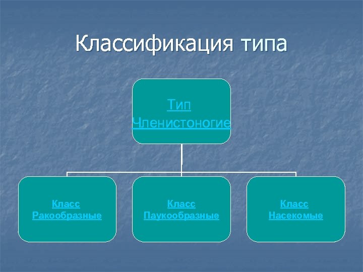 Классификация типа Тип Членистоногие Класс Ракообразные Класс Паукообразные Класс Насекомые 