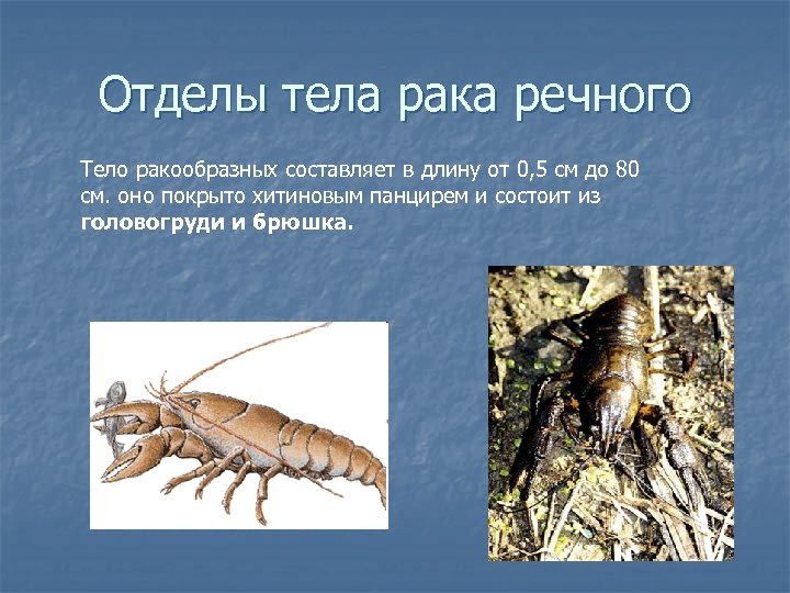 Отделы тела рака речного Тело ракообразных составляет в длину от 0, 5 см до