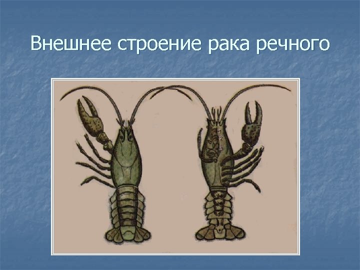 Внешнее строение рака речного 