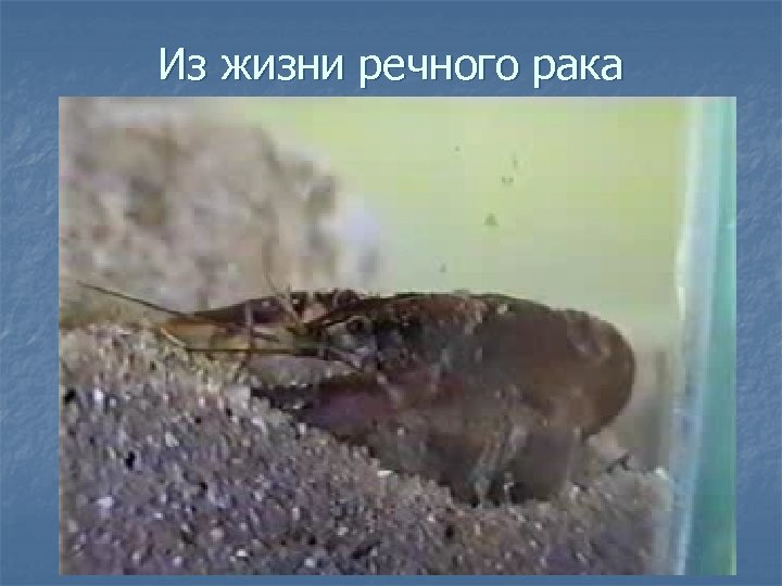 Из жизни речного рака 