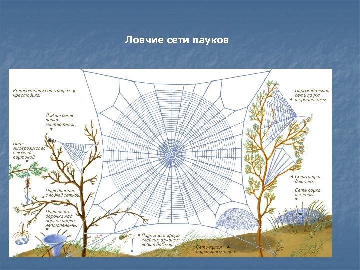 Ловчие сети пауков 