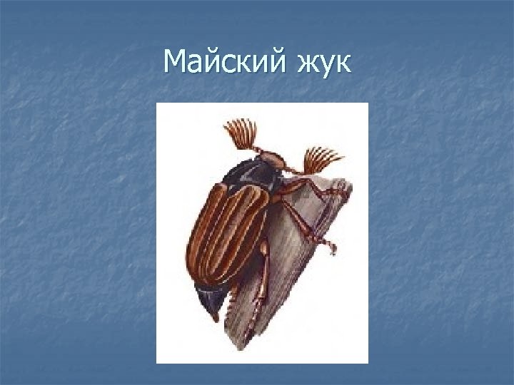 Майский жук 