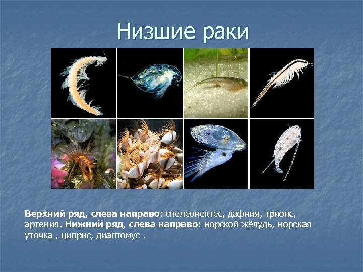 Низшие раки Верхний ряд, слева направо: спелеонектес, дафния, триопс, артемия. Нижний ряд, слева направо: