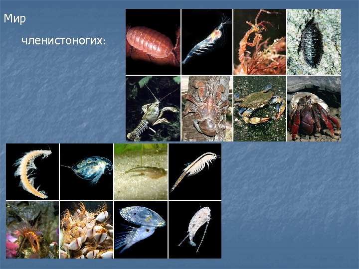 Мир членистоногих: 