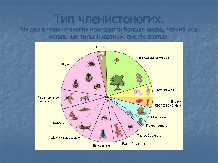 Тип членистоногих. На долю членистоногих приходится больше видов, чем на все остальные типы животных,