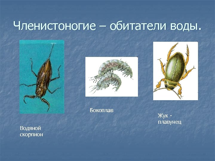 Членистоногие – обитатели воды. Бокоплав Водяной скорпион Жук плавунец 