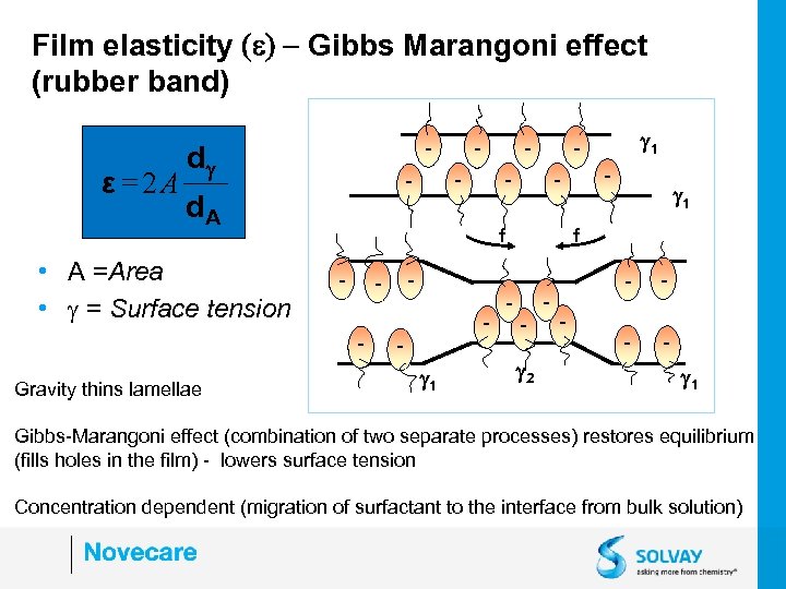 Film elasticity (e) - Gibbs Marangoni effect (rubber band) - - - 1 -