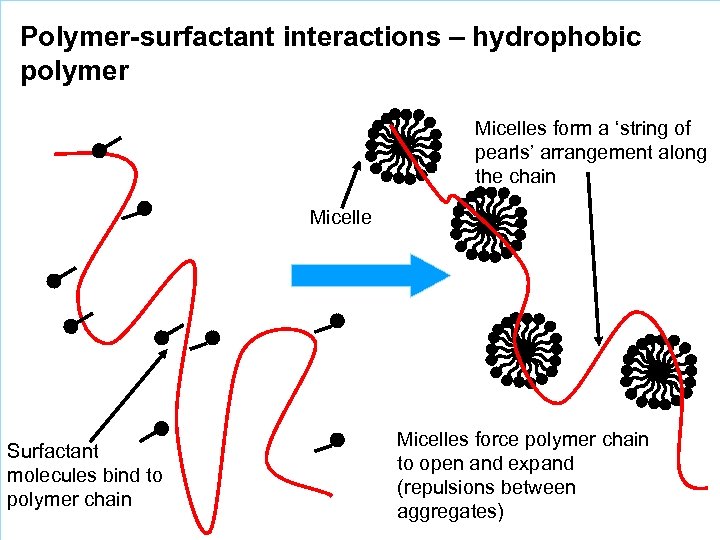 Polymer-surfactant interactions – hydrophobic polymer Micelles form a ‘string of pearls’ arrangement along the