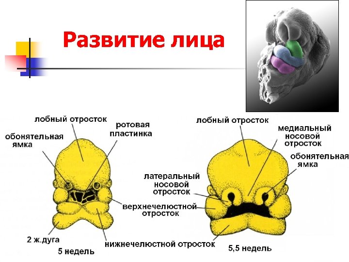 Развитие лица 