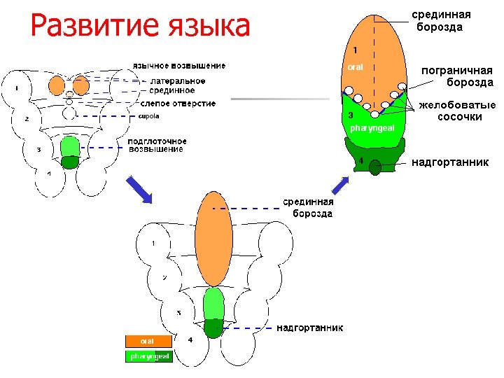 Формирование и развитие языков. Развитие языка. Формирование языка анатомия. Развитие языка анатомия. Развитие языка схема.