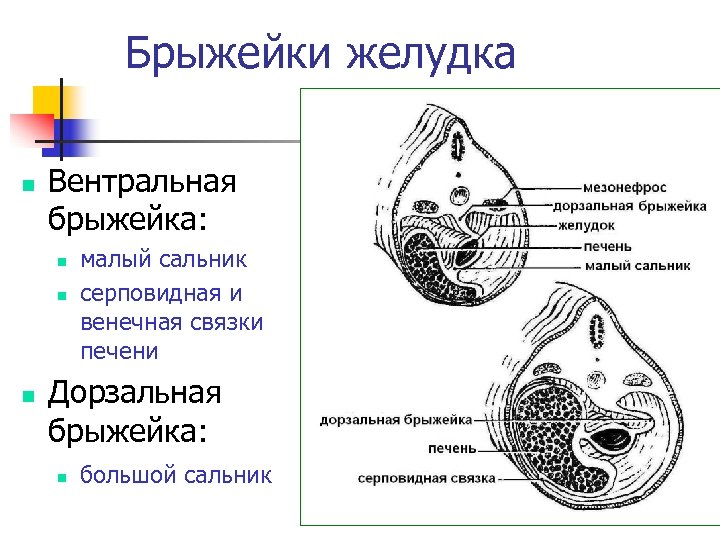 Брыжейки желудка n Вентральная брыжейка: n n n малый сальник серповидная и венечная связки