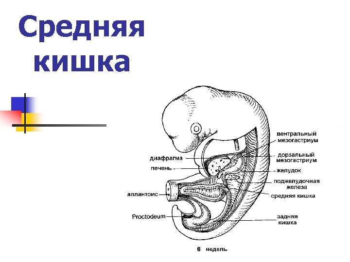 Кишечник отделы схема