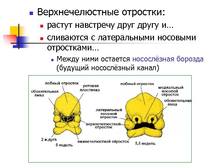n Верхнечелюстные отростки: n n растут навстречу другу и… сливаются с латеральными носовыми отростками…