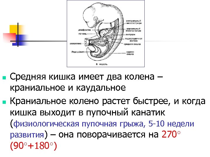 n n Средняя кишка имеет два колена – краниальное и каудальное Краниальное колено растет