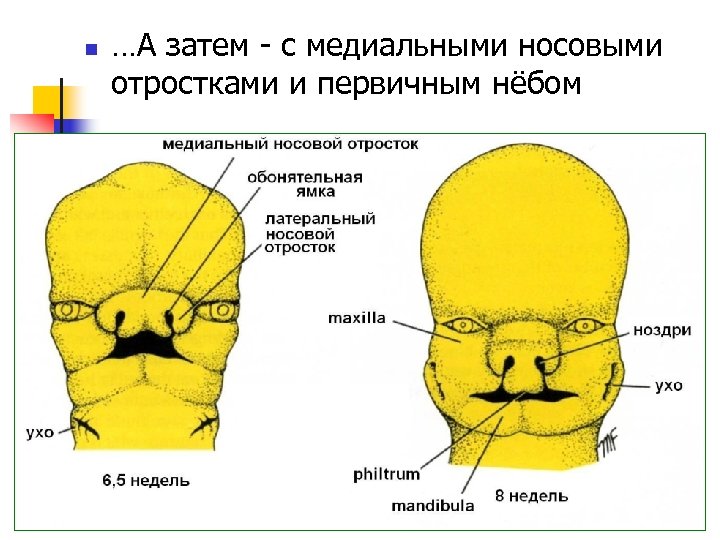 Формирование лица. Медиальный носовой отросток. Межиалтные носоыые отпостуи. Формирование лица эмбриона. Латеральный носовой отросток.