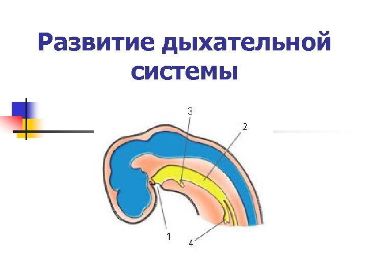 Развитие дыхательной системы 