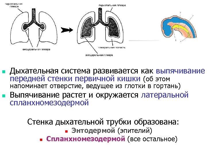 Ход развития. Первичная кишка развивается из. Полость первичной кишки образуется из. Дыхательная система развивается из. Респираторный эпителий дыхательной системы развивается из.