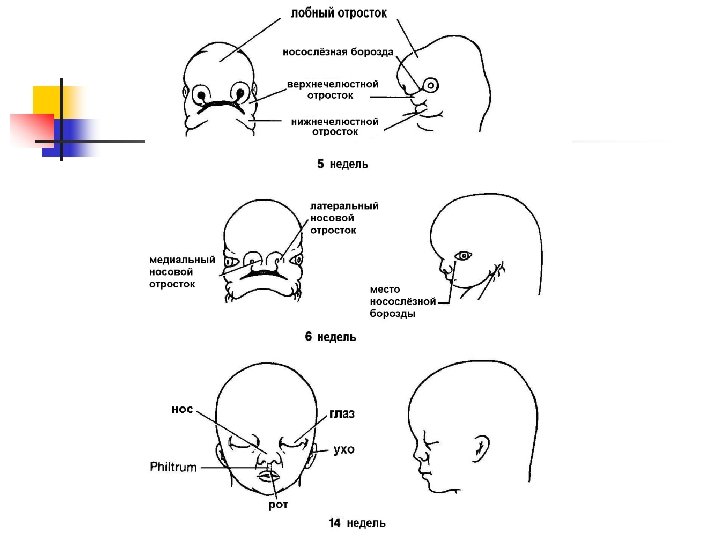 Формирование лица. Эмбриональное развитие лица и челюстей. Этапы развития лица и ротовой полости в онтогенезе. Этапы формирования лица. Формирование лица эмбриона.