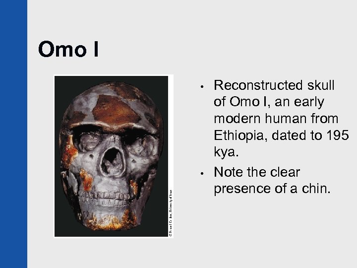 Omo I • • Reconstructed skull of Omo I, an early modern human from