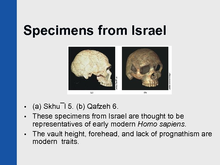 Specimens from Israel • • • (a) Skhu¯l 5. (b) Qafzeh 6. These specimens
