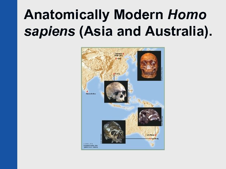Anatomically Modern Homo sapiens (Asia and Australia). 