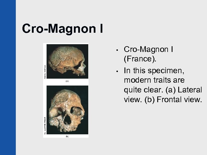 Cro-Magnon I • • Cro-Magnon I (France). In this specimen, modern traits are quite