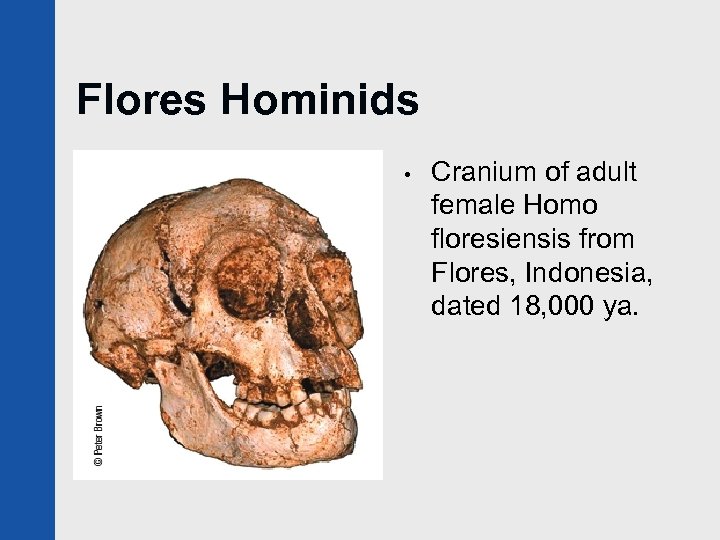 Flores Hominids • Cranium of adult female Homo floresiensis from Flores, Indonesia, dated 18,