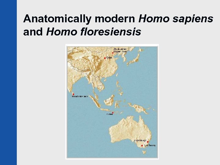 Anatomically modern Homo sapiens and Homo floresiensis 