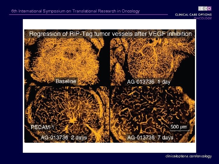 6 th International Symposium on Translational Research in Oncology clinicaloptions. com/oncology 