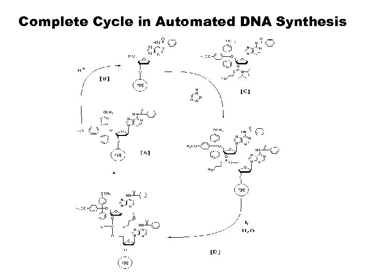 Complete Cycle in Automated DNA Synthesis 